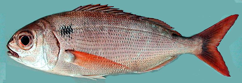 Pagellus bogaraveo_03.jpg